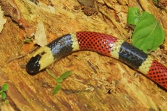 Micrurus alleni