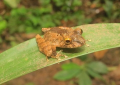Pristimantis cerasinus
