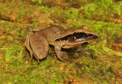 Craugastor mimus