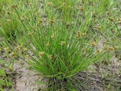 Carex unilateralis