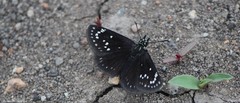 Pholisora