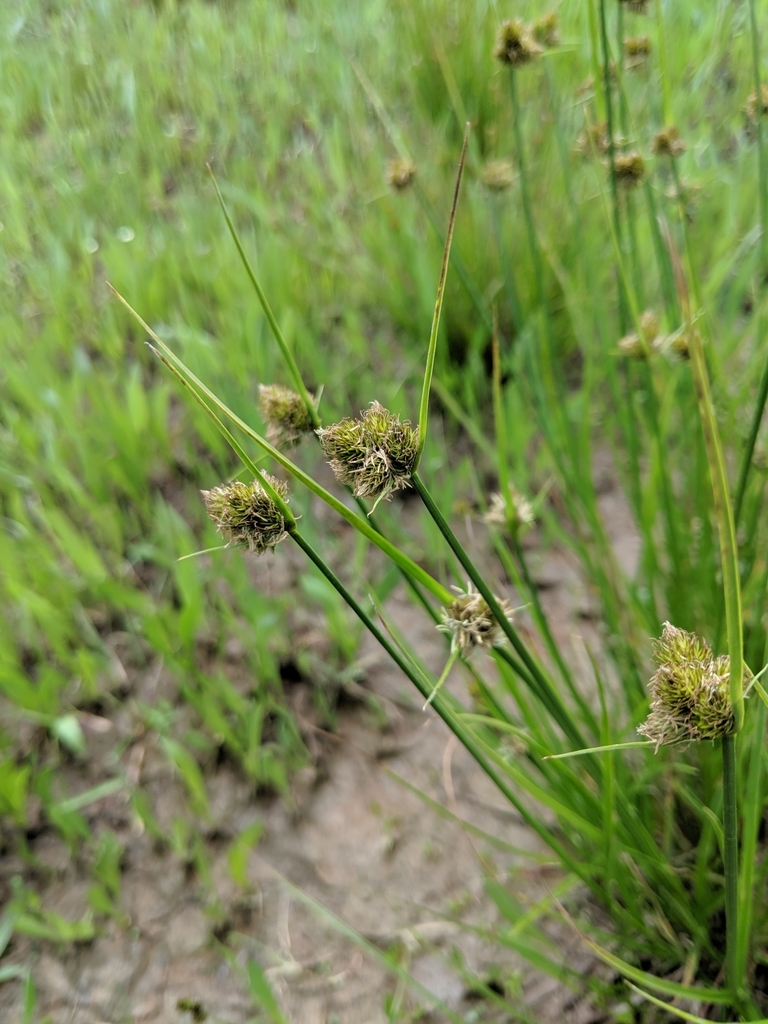 one-sided sedge