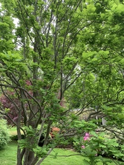 Quercus × warei