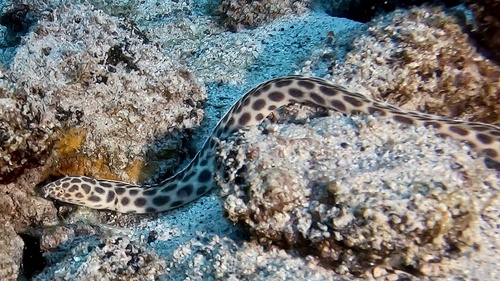 Tiger Snake Eel