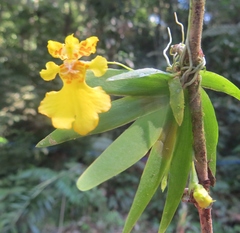 Erycina