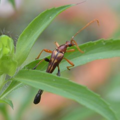 Strangalia virilis
