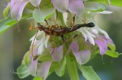 Strangalia virilis