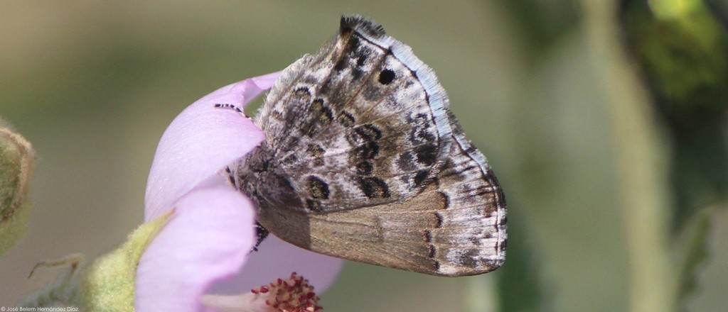 Strymon cestri