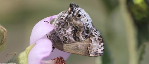 Strymon cestri