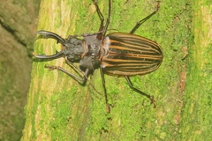 Macrodontia castroi