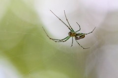 Leucauge venusta