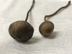 Panaeolus fimicola