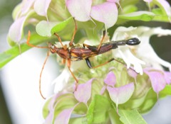 Strangalia virilis