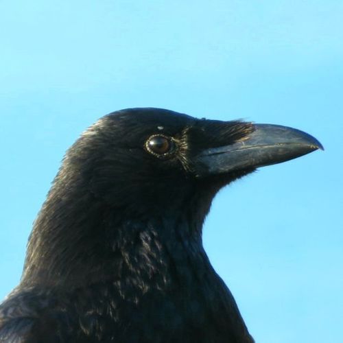 Carrion Crow, photo 8 of 10