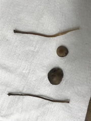 Panaeolus fimicola