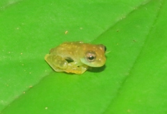 Sachatamia albomaculata