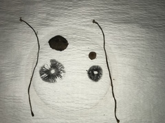 Panaeolus fimicola