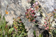 Lepidium heterophyllum