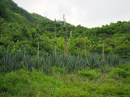 Agave sisalana