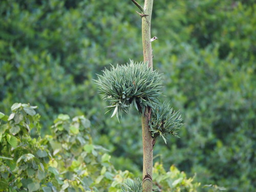 Agave sisalana