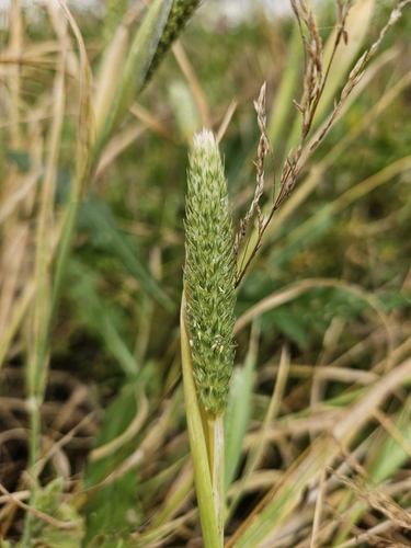 Phalaris paradoxa iNat (2)