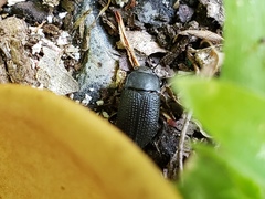 Asiopus minimus