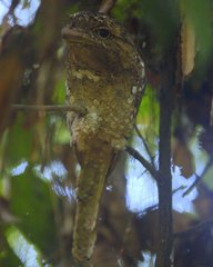 Batrachostomus moniliger