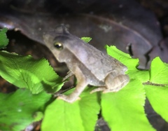 Rhinella castaneotica