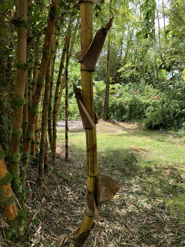 Bambusa observed 2024-06-30