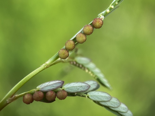 Chamberbitter (Phyllanthus urinaria)