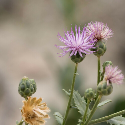 Plagiobasis centauroides