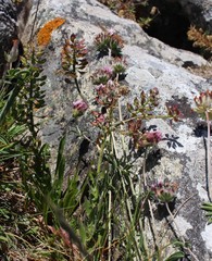 Lepidium heterophyllum