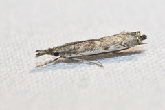 Platytes alpinella