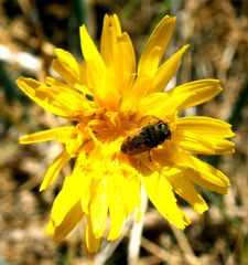 Acmaeodera pilosellae