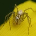 Arañas Lince - Photo (c) Lisa Brown, algunos derechos reservados (CC BY-NC)