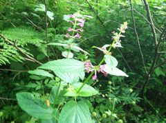 Stachys chamissonis cooleyae