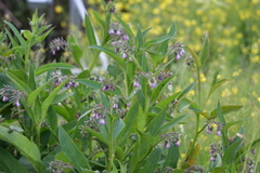 Symphytum officinale