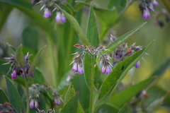Symphytum officinale