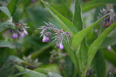 Symphytum officinale