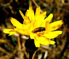 Acmaeodera pilosellae