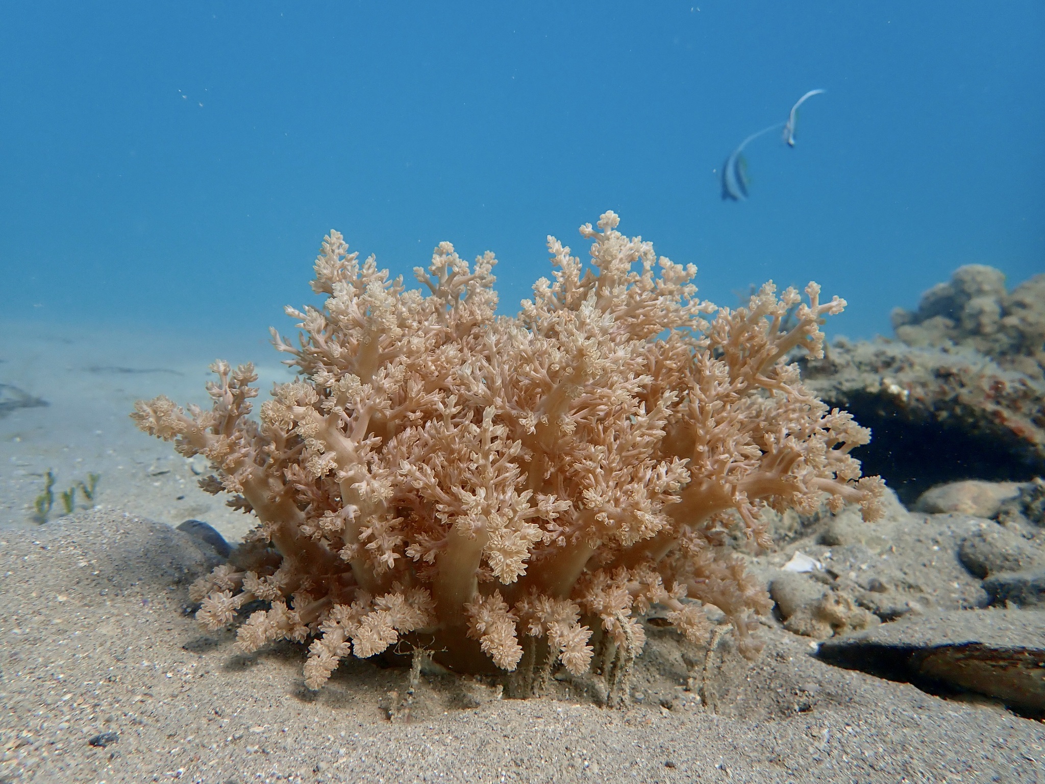 Actinodendron arboreum (Quoy & Gaimard, 1833)