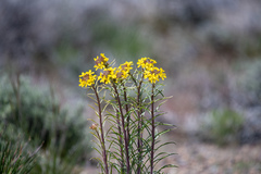 Erysimum perenne