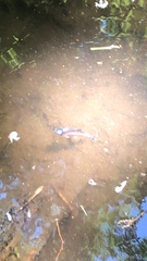 Ameiurus nebulosus