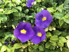 Thunbergia erecta