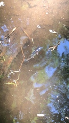 Ameiurus nebulosus