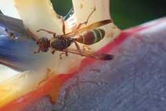 Polistes badius