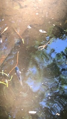 Ameiurus nebulosus