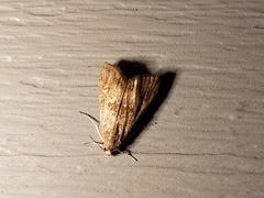 Elophila gyralis