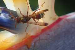 Polistes badius