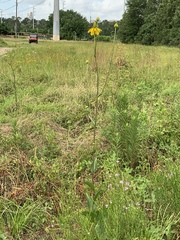 Rudbeckia texana